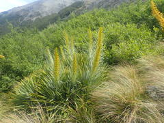Aciphylla scott-thomsonii