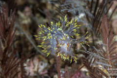 Dendronotus yrjargul
