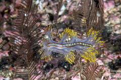 Dendronotus yrjargul