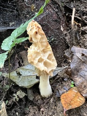 Morchella rufobrunnea