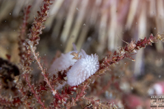 Onchidoris muricata