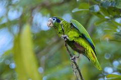 Amazona ventralis