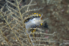 Eubranchus tricolor