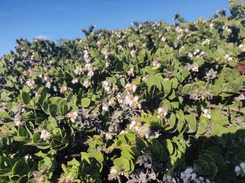 Image of Arctostaphylos imbricata by (c) Alexander Wentworth, some rights reserved (CC BY)