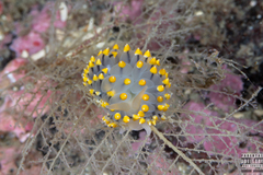 Eubranchus tricolor