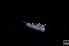 Facelina auriculata