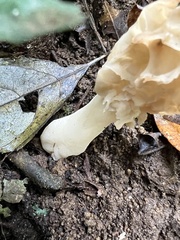 Morchella rufobrunnea