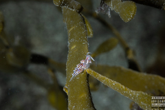 Facelina auriculata