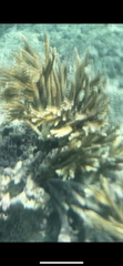 Acropora cervicornis