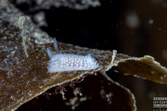 Onchidoris muricata