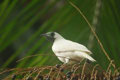 Bare-Throated Bellbird photo 1