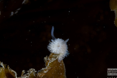 Onchidoris muricata