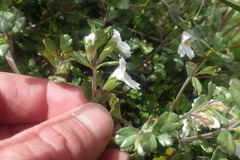 Euphrasia laingii
