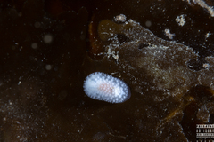 Onchidoris muricata