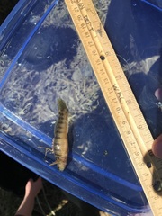 Etheostoma flabellare