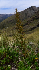 Aciphylla crenulata