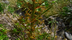 Aciphylla crenulata