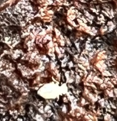 Entomobrya unostrigata