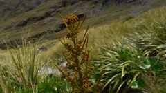 Aciphylla crenulata