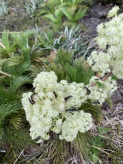 Aciphylla glacialis