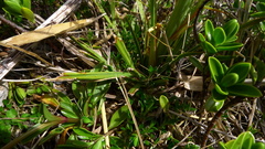 Aciphylla crenulata