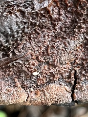 Entomobrya unostrigata