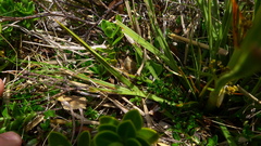 Aciphylla crenulata
