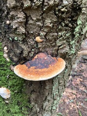 Fomitopsis pinicola