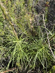 Malacothrix saxatilis