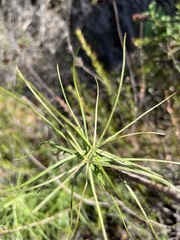 Malacothrix saxatilis