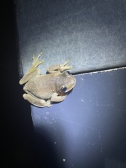 Litoria quiritatus