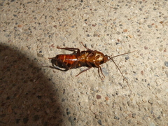 Blatta orientalis