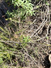 Malacothrix saxatilis