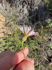 Malacothrix saxatilis