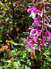 Salvia carnea