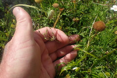 Chaerophyllum colensoi