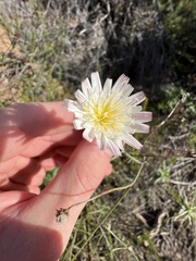 Malacothrix saxatilis