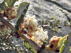 Ceanothus crassifolius