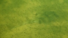 Trygonorrhina dumerilii