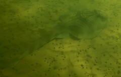 Trygonorrhina dumerilii