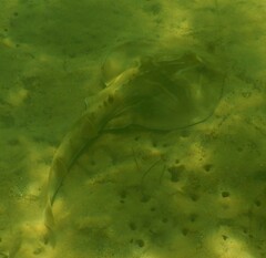 Trygonorrhina dumerilii