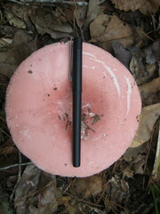Russula hixsonii