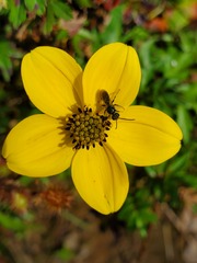 Bidens triplinervia