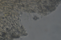 Rimbachia arachnoidea