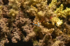 Thuridilla lineolata