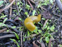 Ariolimax brachyphallus