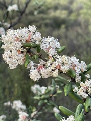 Ceanothus crassifolius