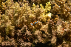 Thuridilla lineolata