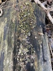 Hypocreaceae