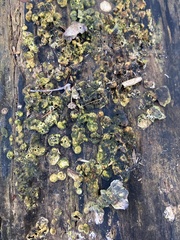 Hypocreaceae